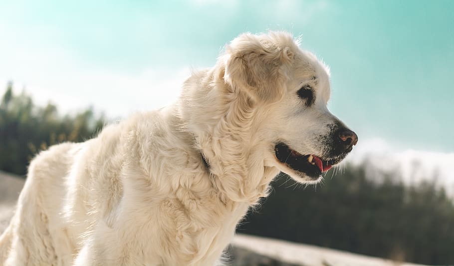 beige dog in close-up photography, golden retriever, canine, pet, HD wallpaper