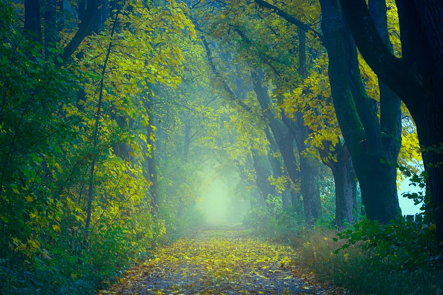 Green Trees, branches, bright, colors, daylight, environment HD wallpaper
