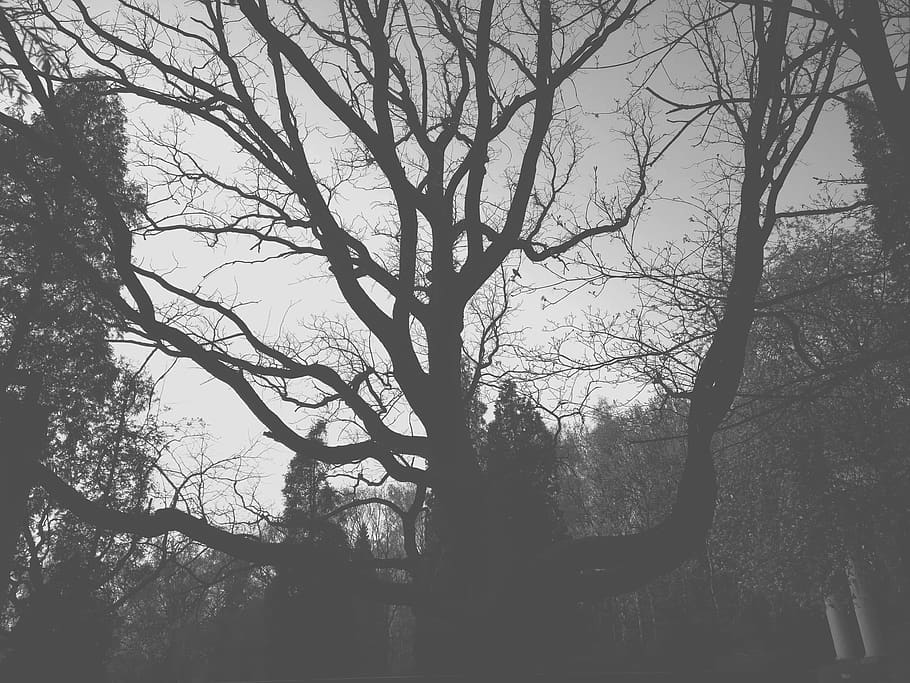 tree, plant, tree trunk, nature, silhouette, vegetation, oak HD wallpaper