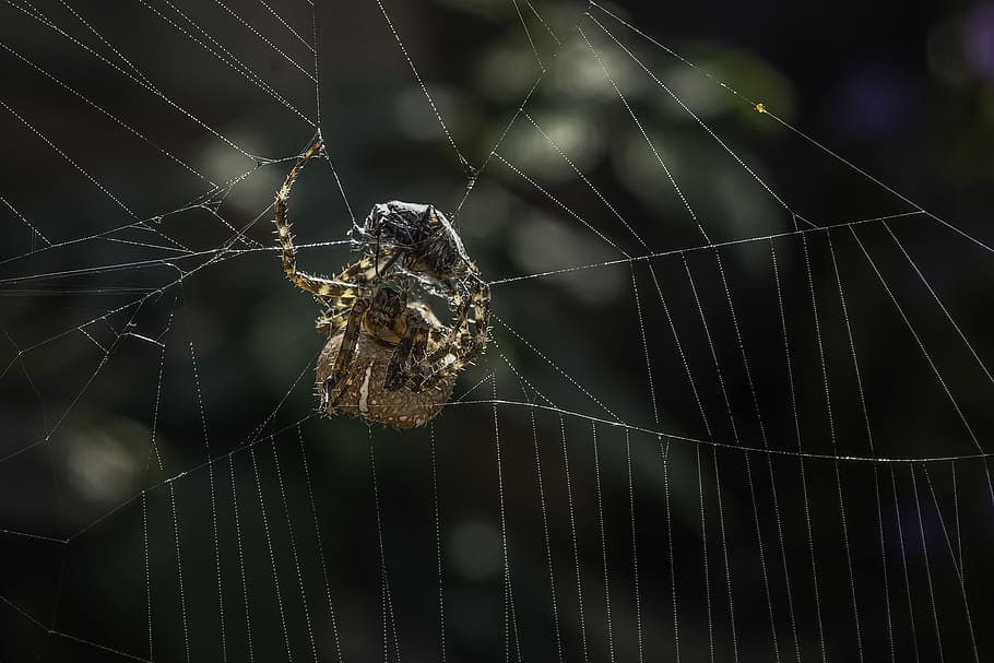 araneus, spider, cobweb, insect, close up, nature, garden spider HD wallpaper