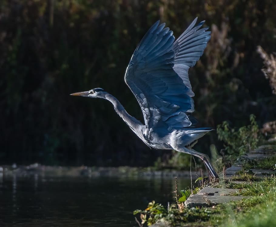 bird, heron, grey, flight, wings, nature, wildlife, predator HD wallpaper
