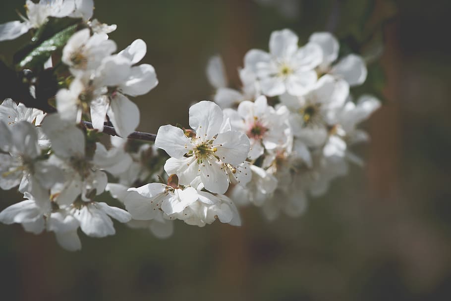 flowers, white, branch, bloom, nature, close up, garden, vegetable garden HD wallpaper