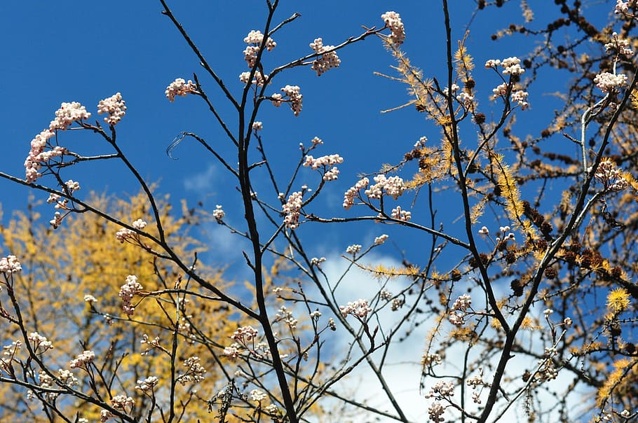 autumn, trees, branches, plant, low angle view, sky, beauty in nature HD wallpaper