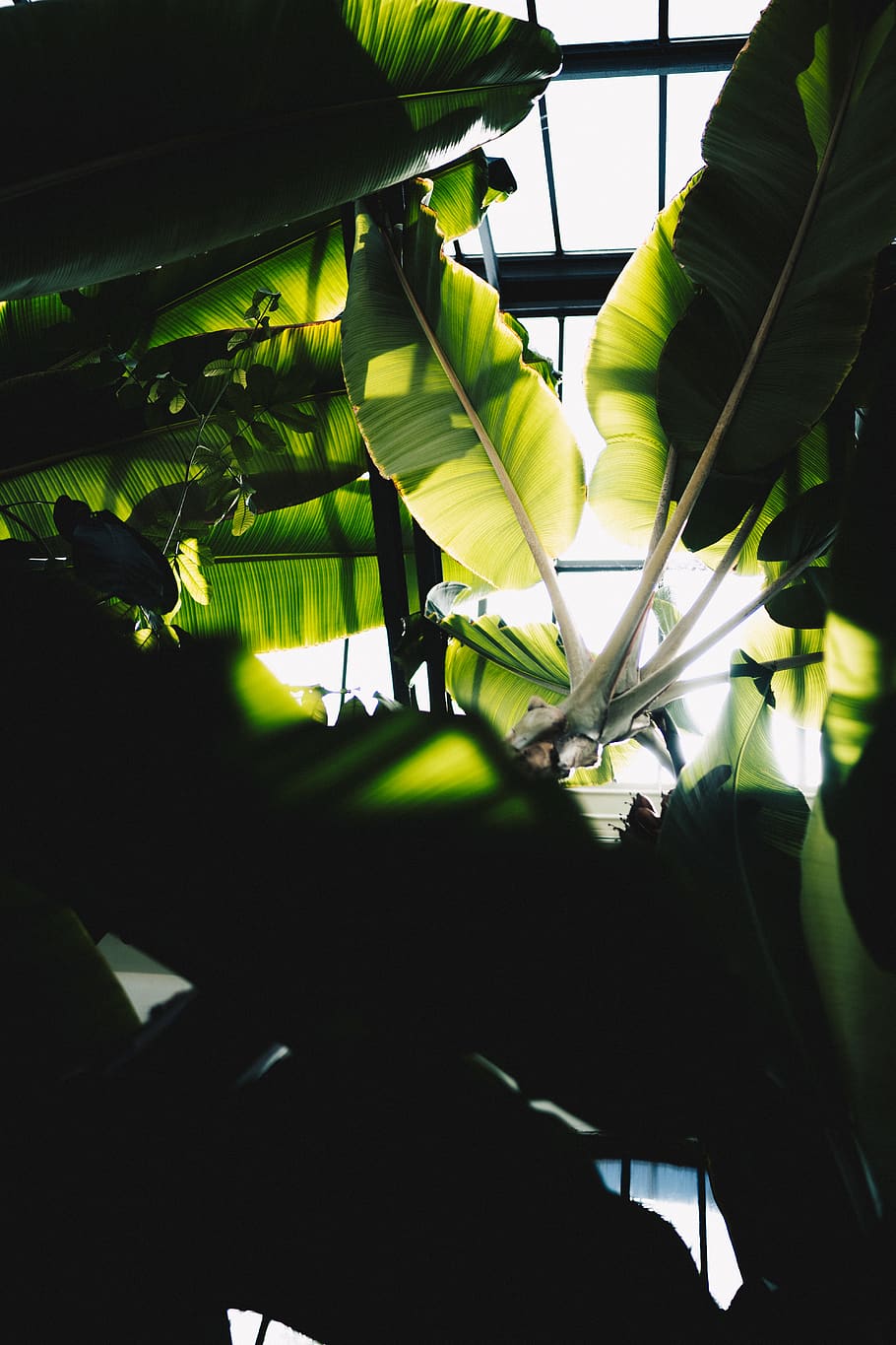 leaf, plant, vegetation, person, human, veins, light, green HD wallpaper