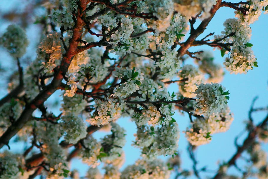 flowers, tree, nature, plant, growth, branch, day, selective focus HD wallpaper