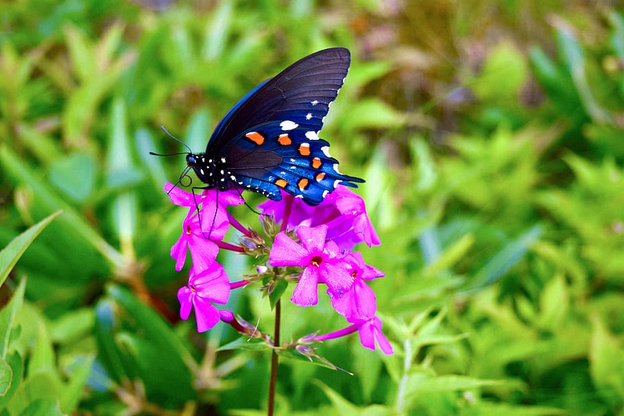 blue ridge parkway, beauty in nature, flower, animal wildlife HD wallpaper