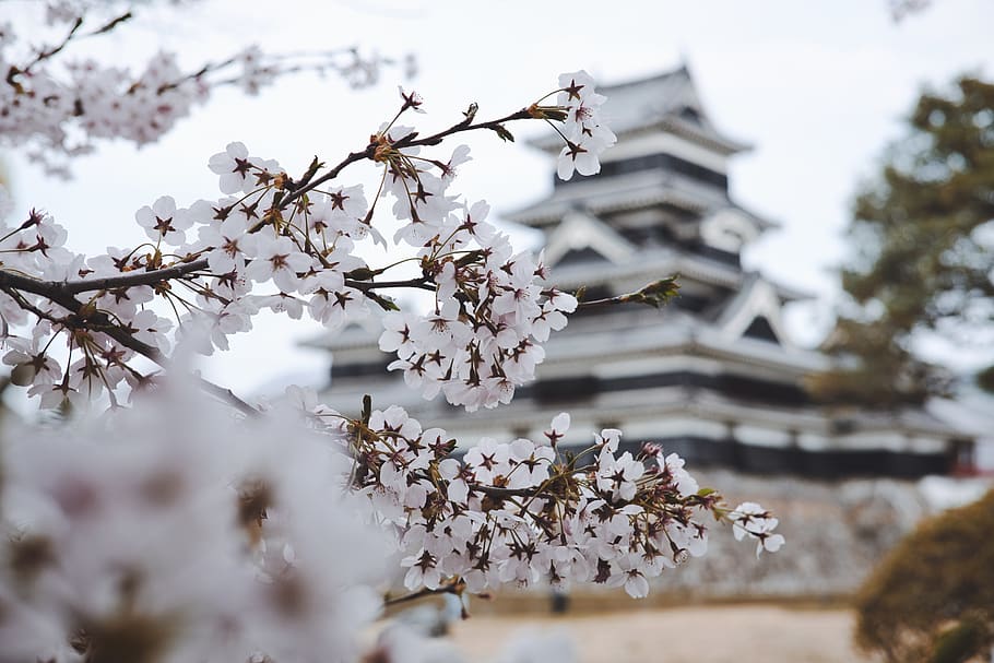White Petaled Flowers, bloom, blossom, branch, castle, cherry blossom HD wallpaper