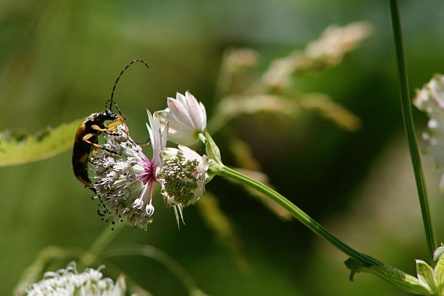 insect, beetle, blossom, bloom, white, spotted narrow bock HD wallpaper