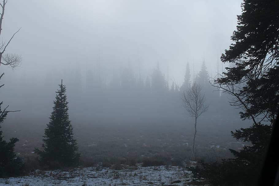 fog, forest, tree, snow, autumn, fall, plant, cold temperature HD wallpaper