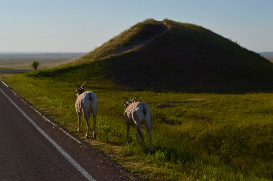 united states, badlands national park, nature, mountains, goats, HD wallpaper