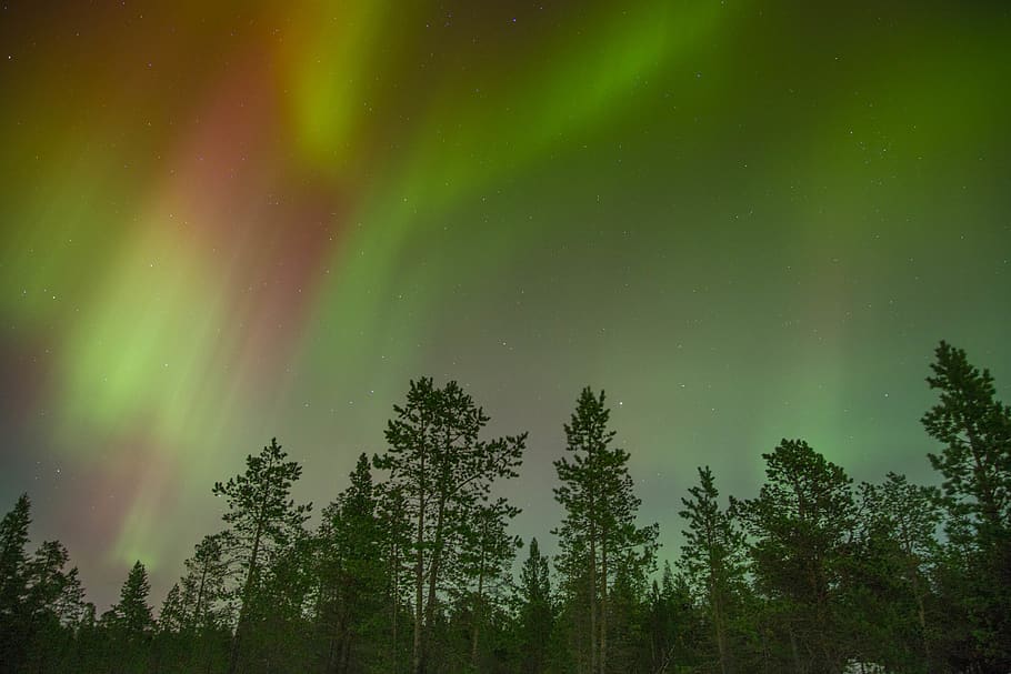 aurora view during night time, outdoors, nature, sky, trees, lights HD wallpaper