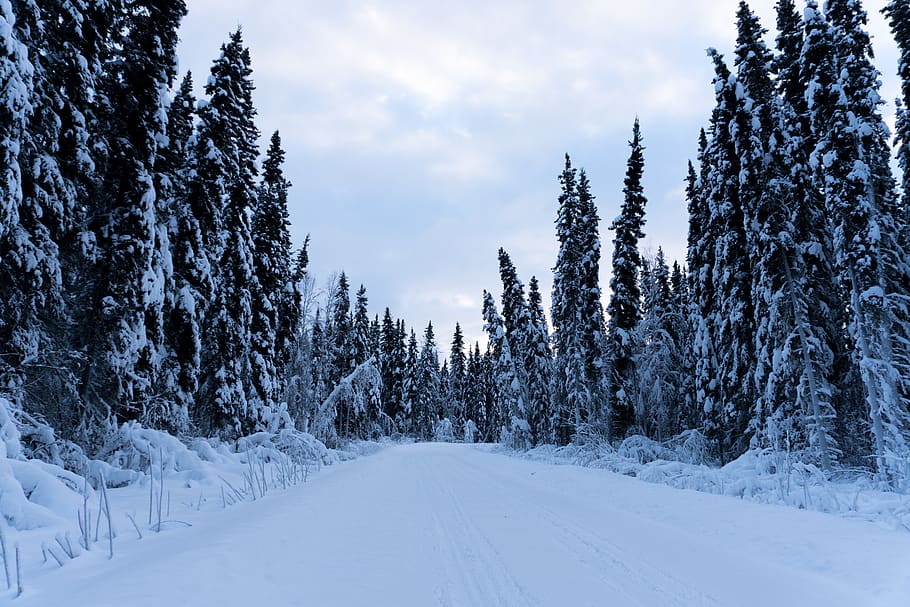 united states, fairbanks, trees, snow, alaska, winter, cold temperature, HD wallpaper