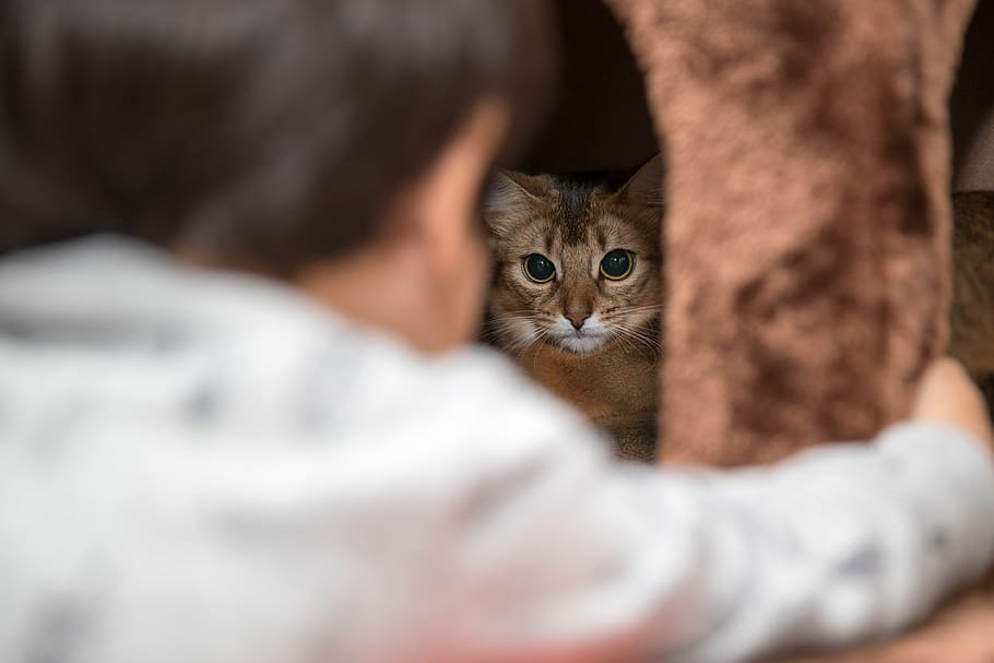 mammal, pets, domestic, cat, domestic animals, feline, domestic cat HD wallpaper