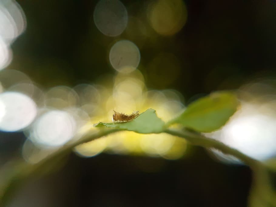 invertebrate, animals in the wild, insect, animal wildlife HD wallpaper