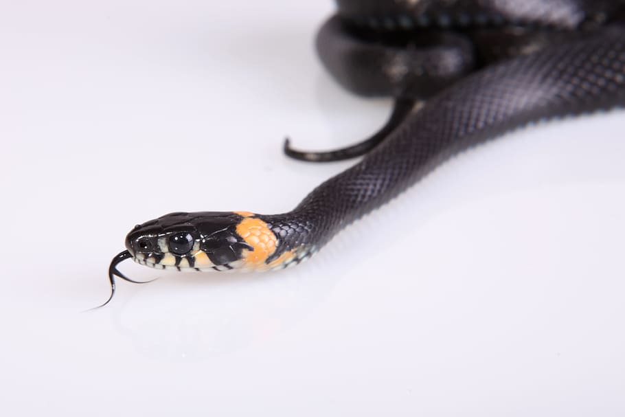snake, slither, animal, black, cold, blooded, cunning, danger HD wallpaper