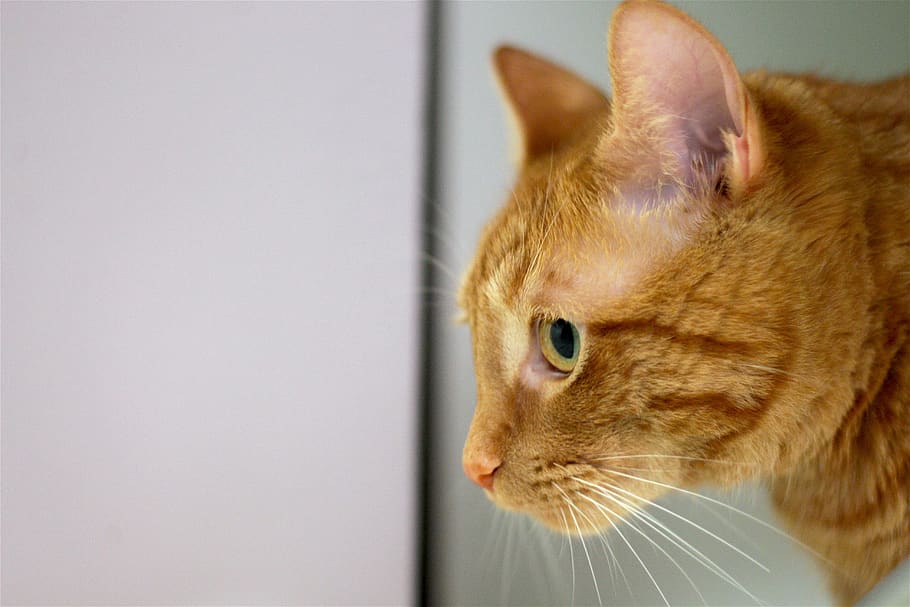 cat, tabby, red tabby, home, pets, domestic, one animal, domestic animals HD wallpaper