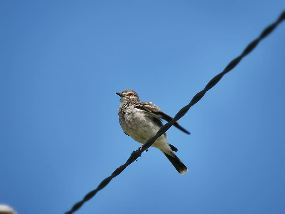ave, bird, centered, sky, celeste, cable, landed, vertebrate HD wallpaper