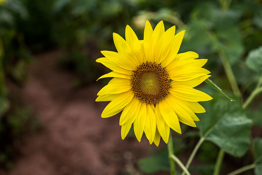 flower, nature, yellow, flowering plant, freshness, beauty in nature HD wallpaper