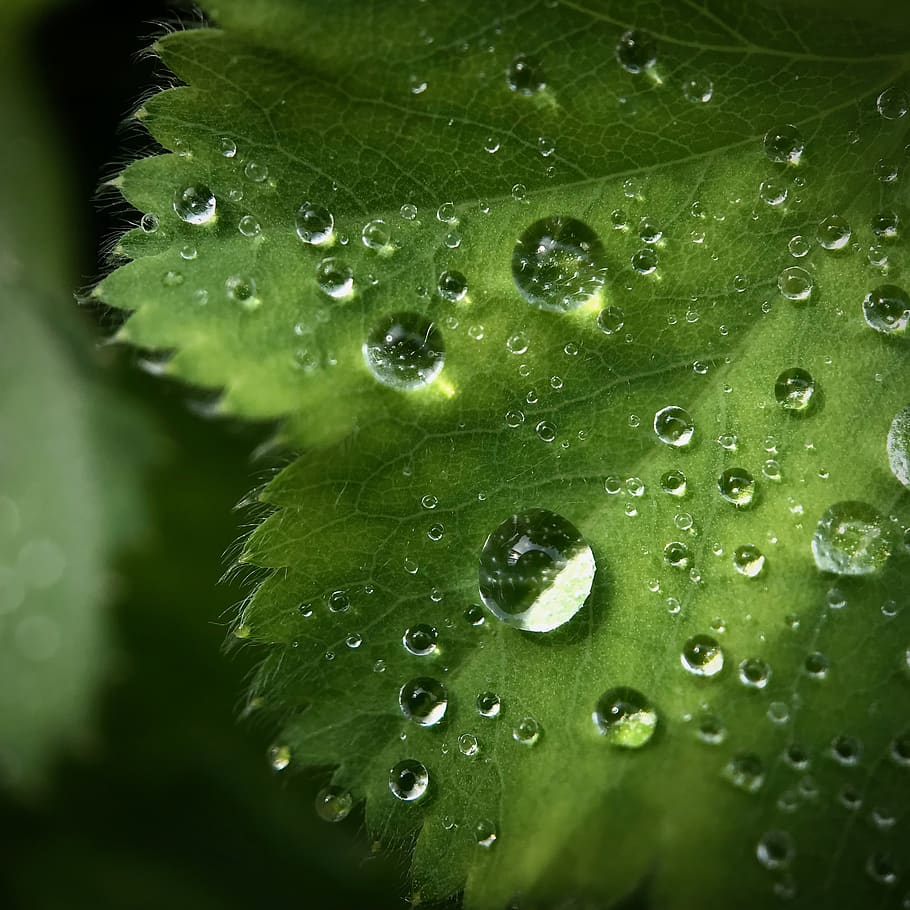 green leaf with water drops, wet, green color, close-up, plant HD wallpaper