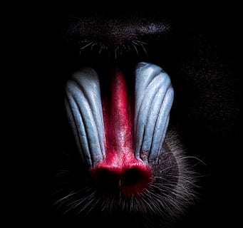 monkey, mandrill, primate, animal world, zoo, head, males, studio shot HD wallpaper