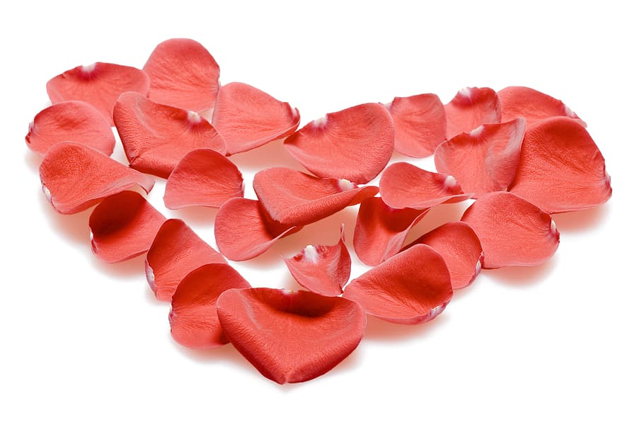 con2011, flower, fresh, gift, isolated, petals, photo, red HD wallpaper