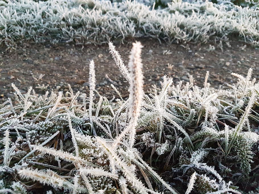 frost, crystals, ice, winter, cold temperature, snow, plant HD wallpaper