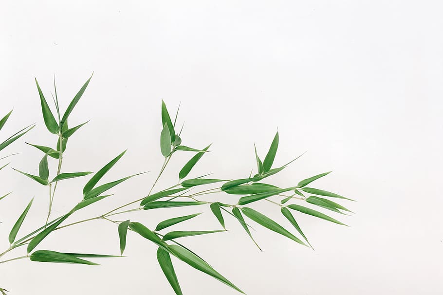 plants, nature, simple, green, bamboo grass, bamboo leaf, minimalism HD wallpaper