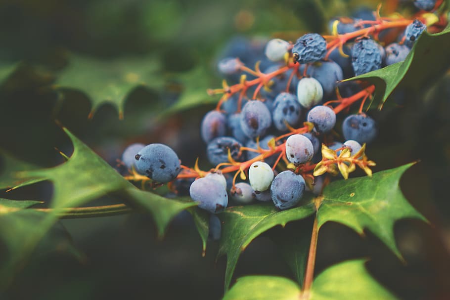 blueberry fruit lot, healthy eating, food and drink, plant, growth HD wallpaper