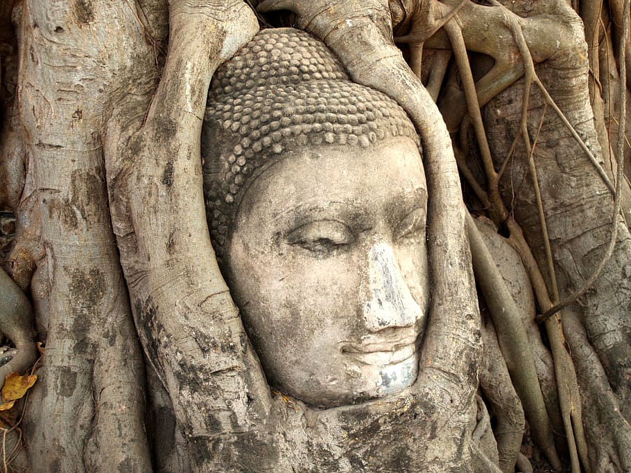 Brown Tree Roots, ancient, architecture, art, asia, Asian, Bangkok, HD wallpaper