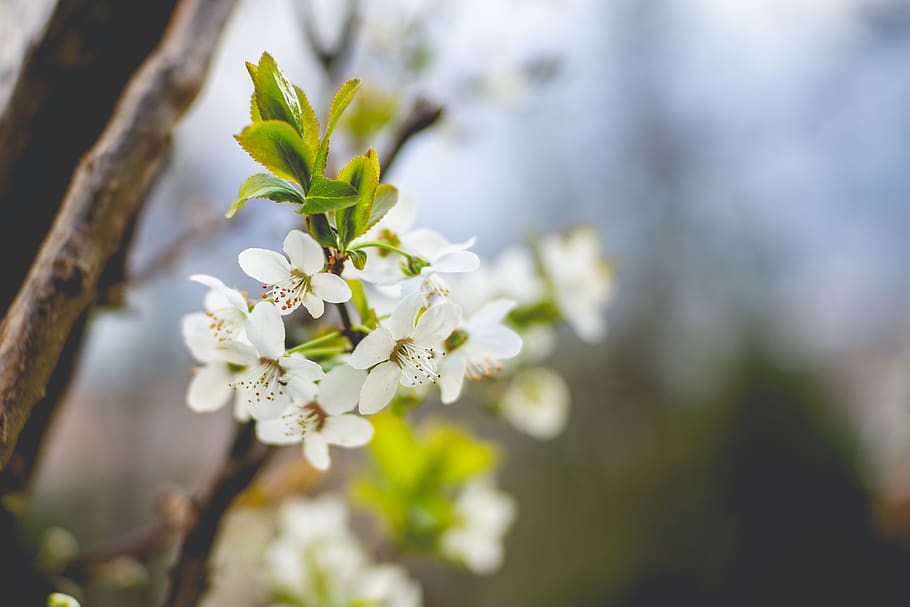 spring, blossom, bloom, nature, plant, flower, flowering plant HD wallpaper