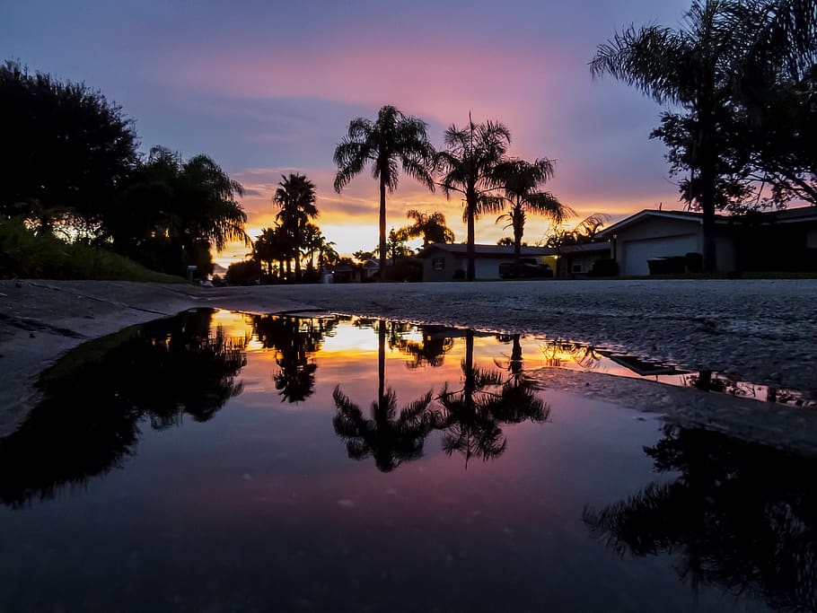 sunset, florida, palm tree, beach, sky, water, reflection, plant HD wallpaper