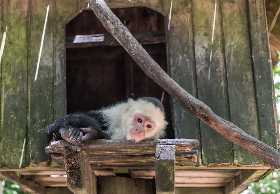 white-headed capuchin, monkey, mammal, primate, wildlife, wood, HD wallpaper