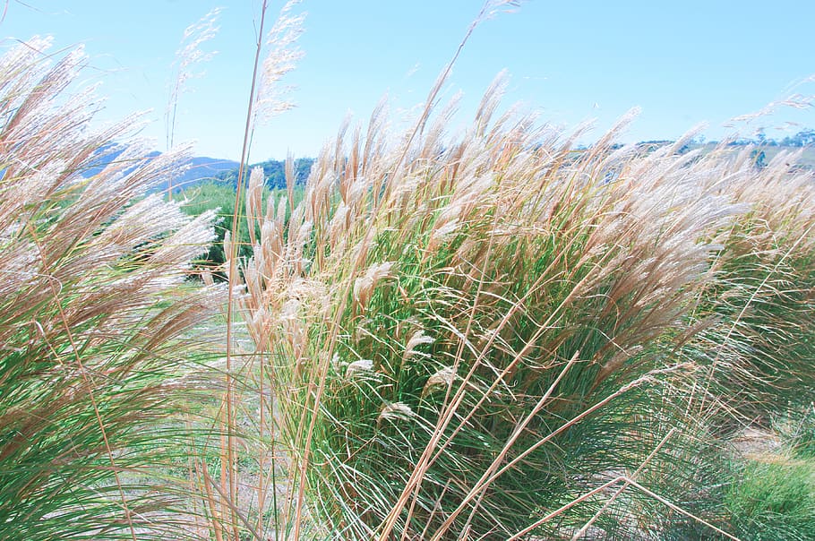 wind, leaves, sky, plant, growth, grass, day, beauty in nature HD wallpaper