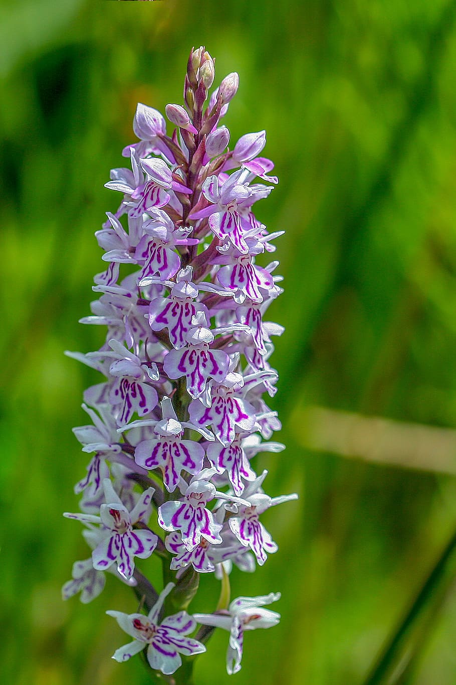 HD wallpaper: orchid, common spotted, color, purple, flower, blossom ...