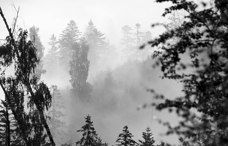 forest, tree, fog, landscape, nature, wilderness, adventure HD wallpaper