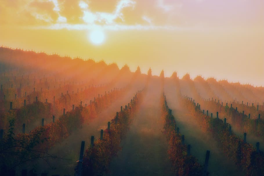 crop field during sunset, nature, weather, outdoors, fog, mist HD wallpaper