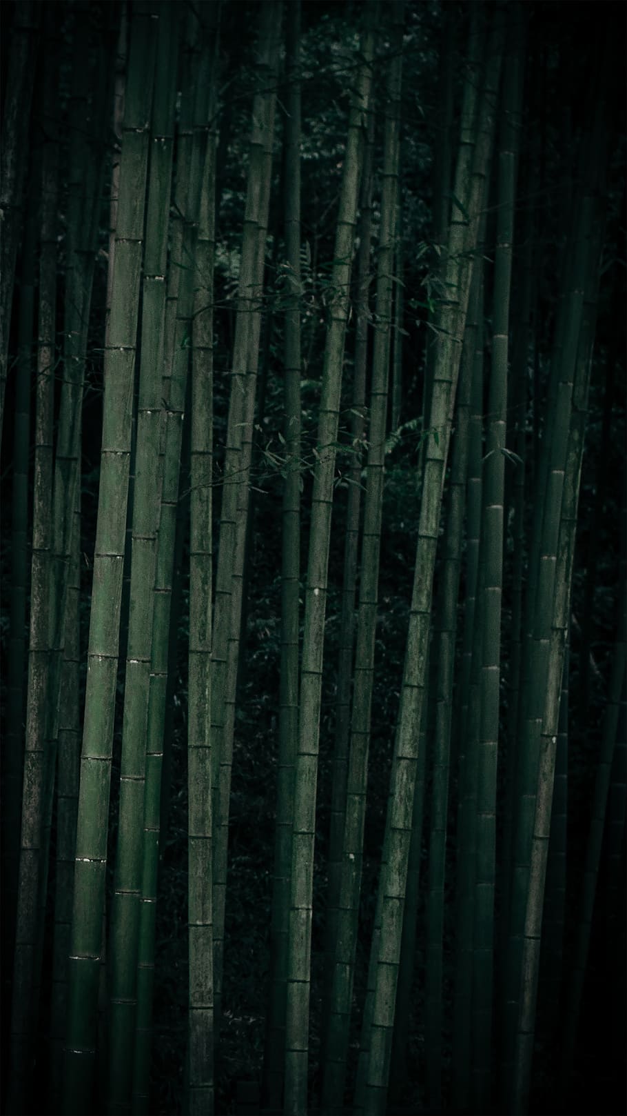 green bamboos, no people, bamboo - plant, bamboo grove, tree HD wallpaper