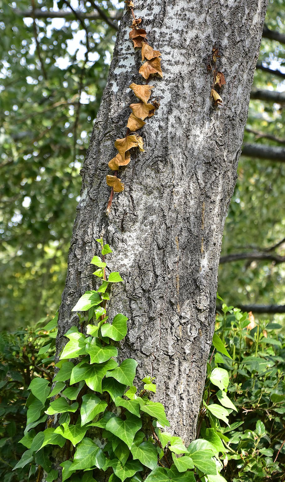 tree, trunk, ivy, forest, wood, leaves, forests, bark, plant HD wallpaper
