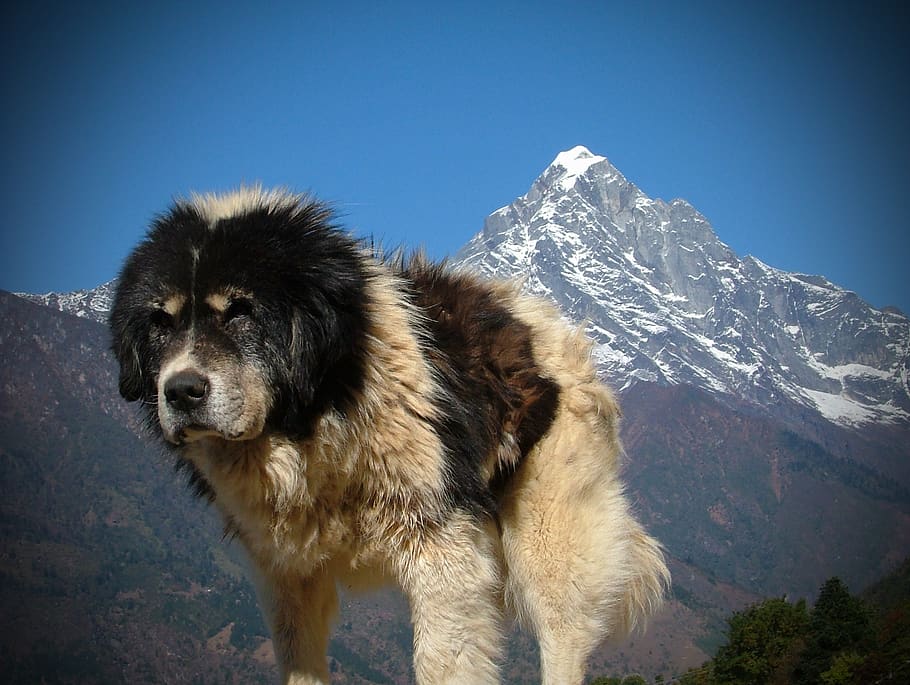 Mountain dog 1. Горная непальская собака. Собака в горах. Собака в горах Алтая. Собаки в горах Грузии доги.