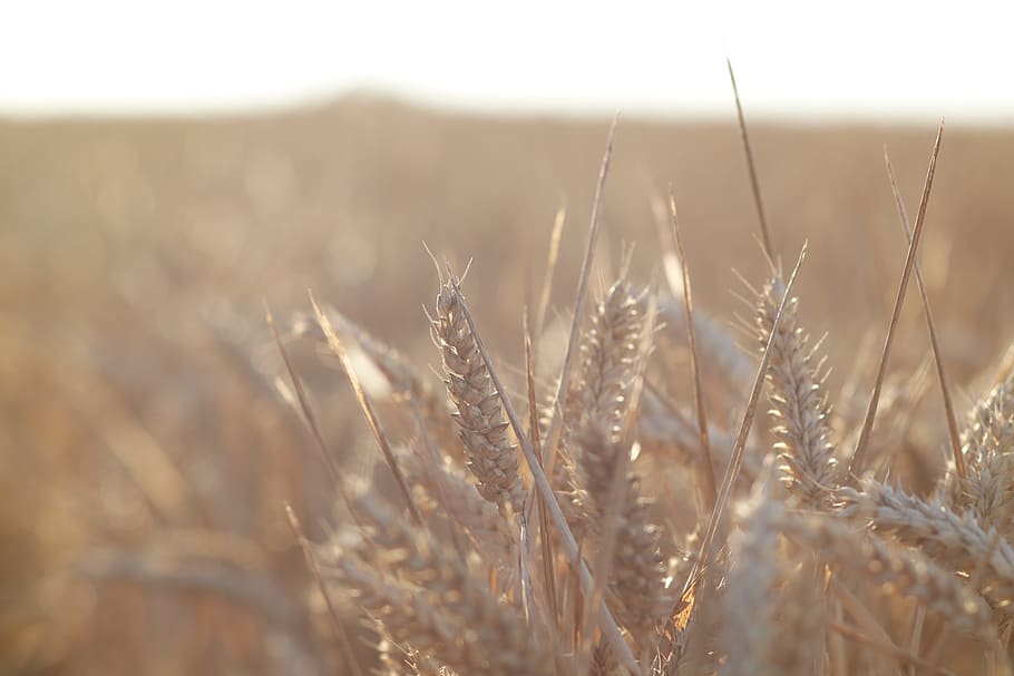 corn, wheat, field, acre, rural, farming, food, bread, crop HD wallpaper