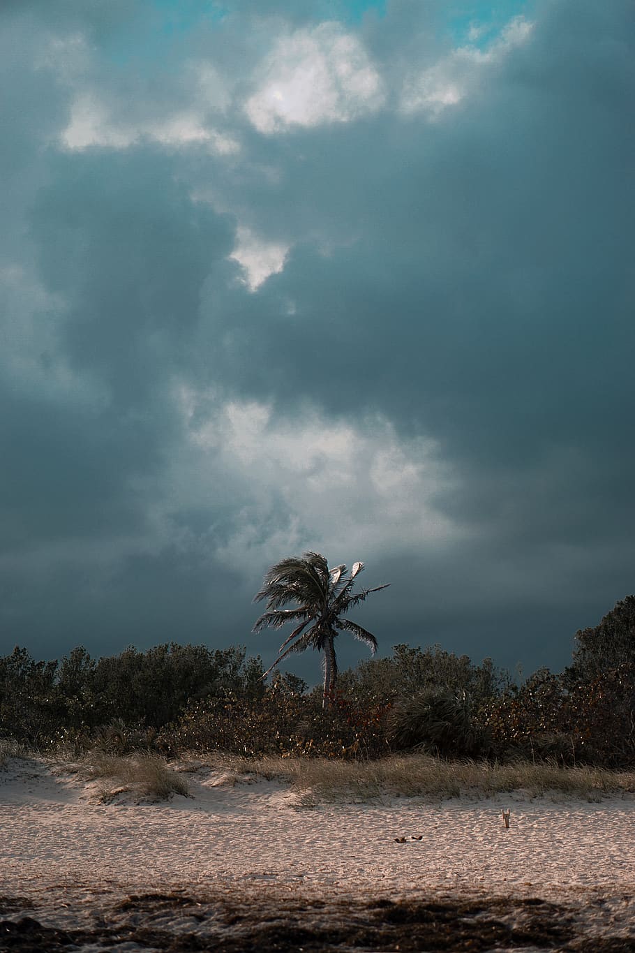 miami, florida, storm, tree, wind, light, sunlight, beach, palm tree HD wallpaper
