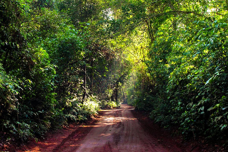 hallway surrounded by trees, road, path, gravel, dirt road, forest HD wallpaper