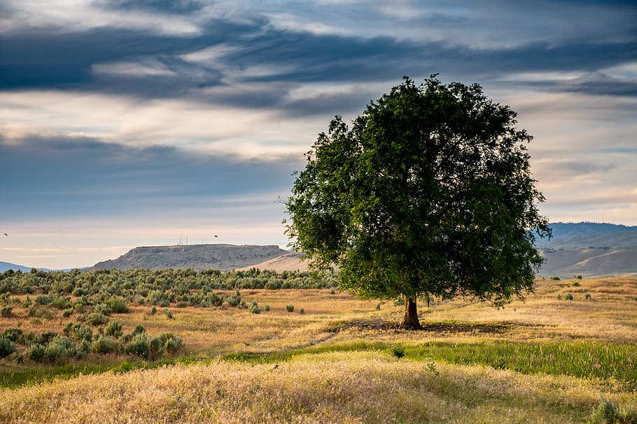 Green Leafed Tree Under Cloudy Sky, clouds, daylight, field, grass HD wallpaper