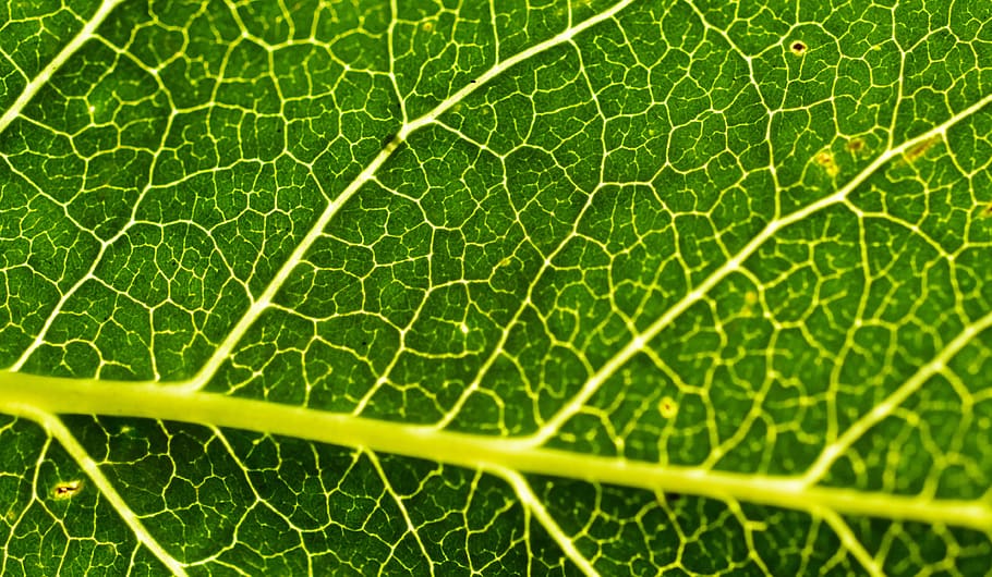 leaf, structure, blatt, tree, green, nature, fresh, closeup, HD wallpaper