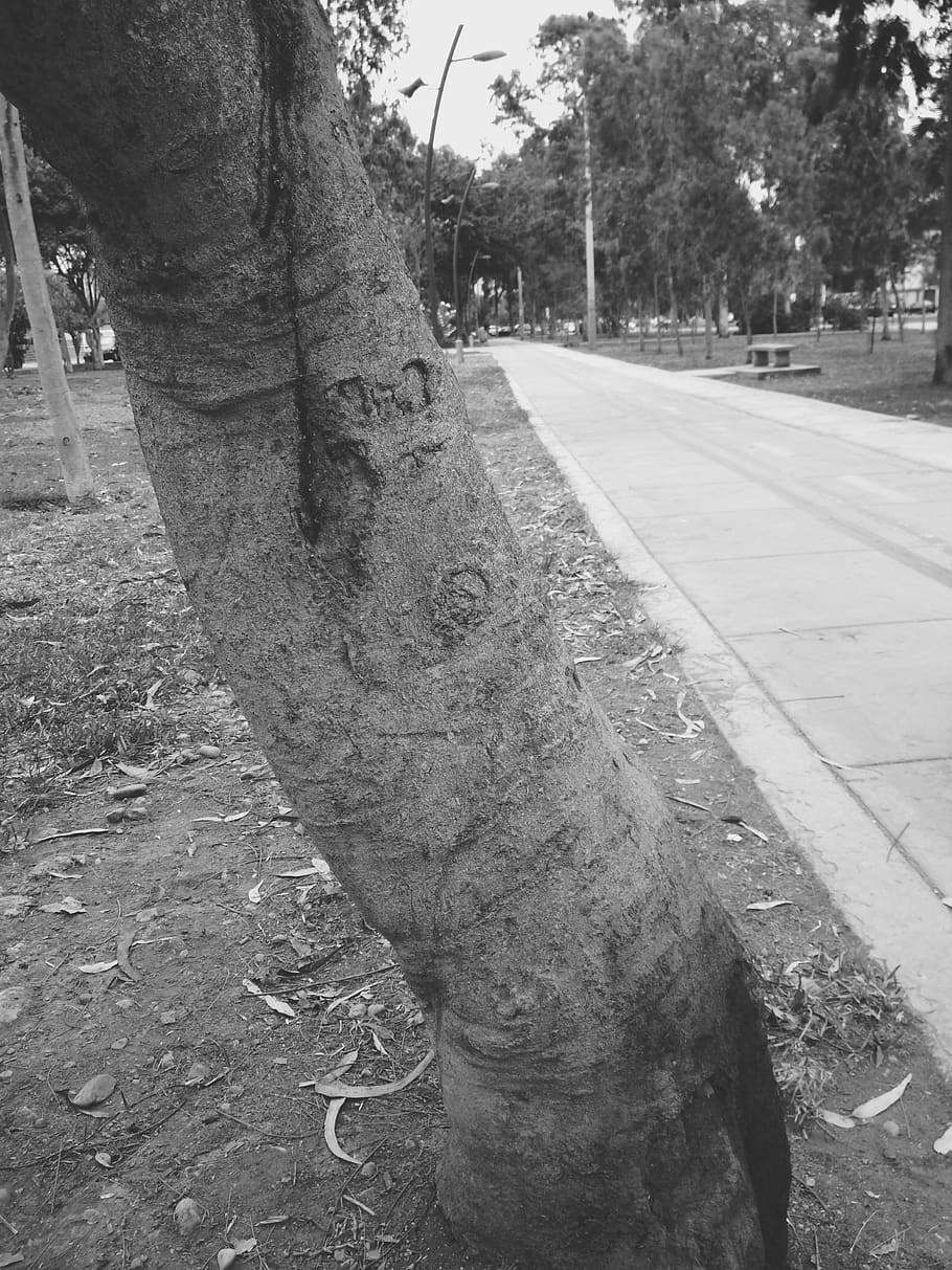 peru, san borja, trunk, tree, forest, day, plant, nature, outdoors HD wallpaper