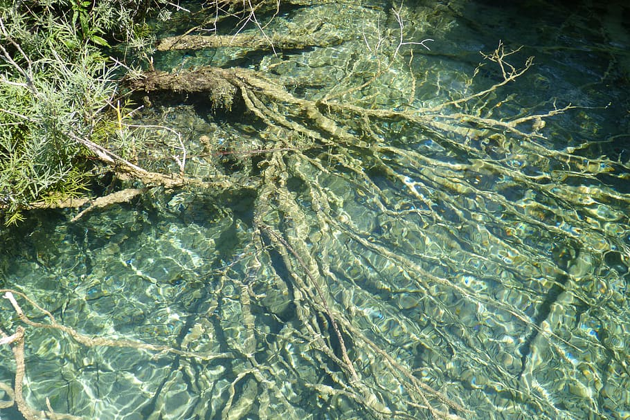 root, roots, underwater, nature, forest, lake, green, blue HD wallpaper