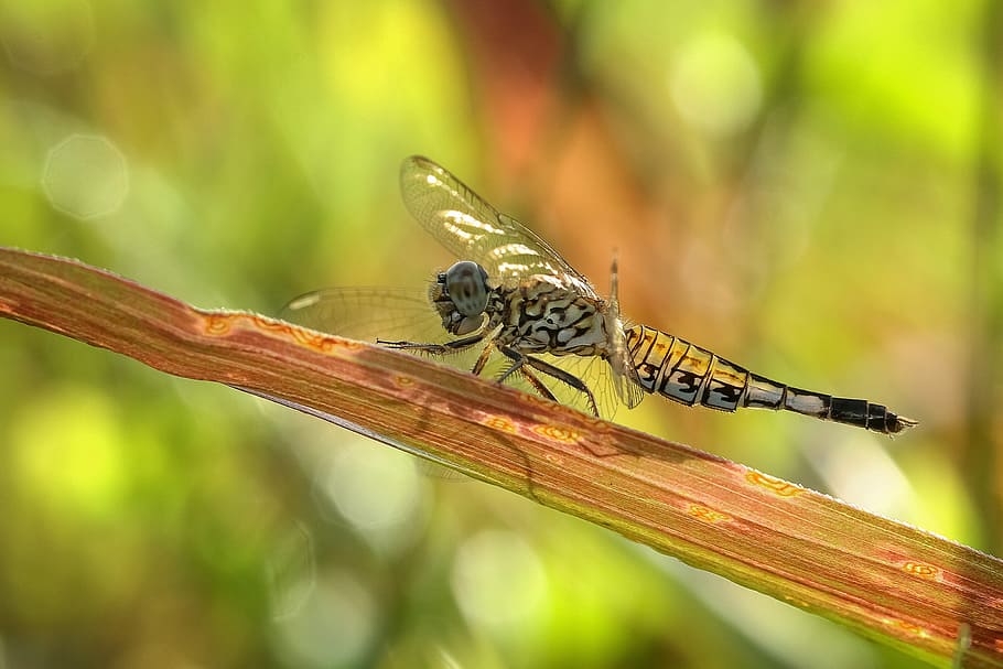 dragon, fly, nature, wild, insect, animal, animal themes, animal wildlife HD wallpaper