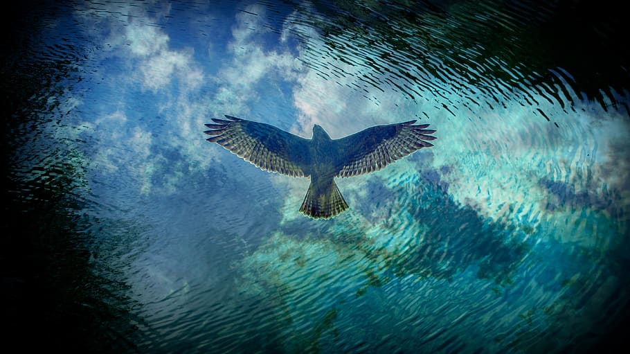 bird, predator, reflection, water, flight, eagle, feather, falcon HD wallpaper