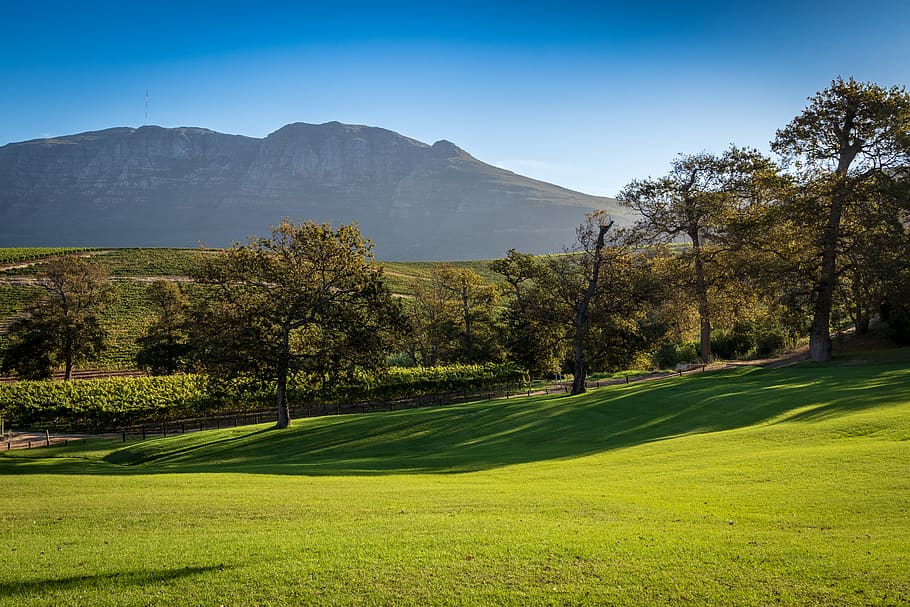 green grass field, outdoors, golf course, plant, grassland, nature HD wallpaper