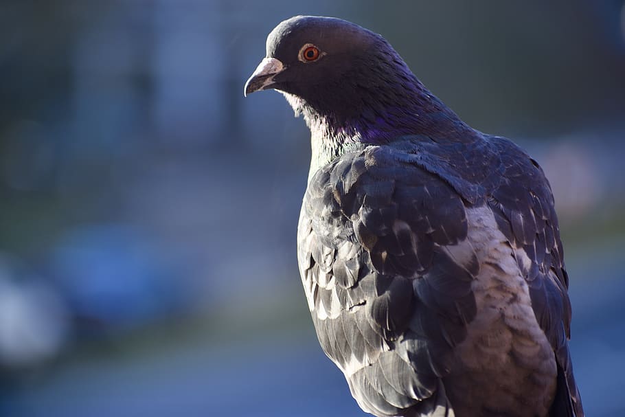 birds, pigeons, one animal, vertebrate, animals in the wild HD wallpaper